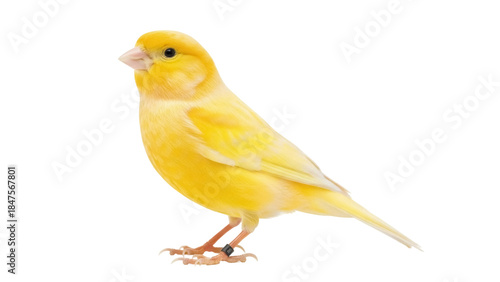 Foto Isolated canary bird perched, vibrant plumage, capturing avian beauty, showcasin