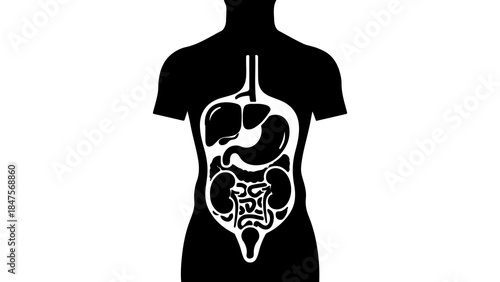 Human anatomy outline with transparent background