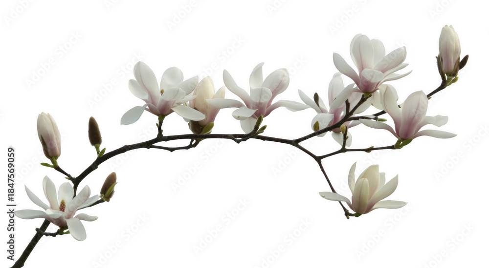 Obraz premium White magnolia flowers on a branch with buds isolated on a transparent background