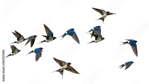 Photography Isolated flock of birds, European barn swallows fly together in daylight, beauti