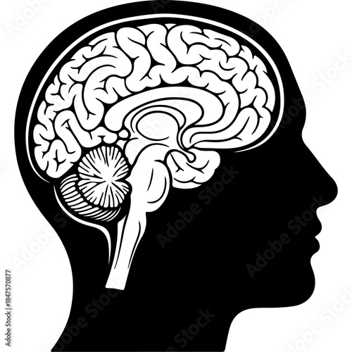 Human brain anatomy with transparent background