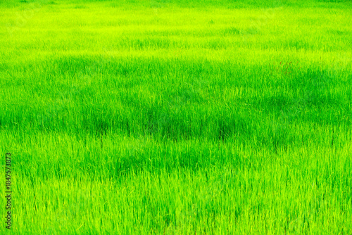 Wallpaper Mural Lush Green Grass Field Under Bright Sunny Sky Ideal for Nature Photography Torontodigital.ca