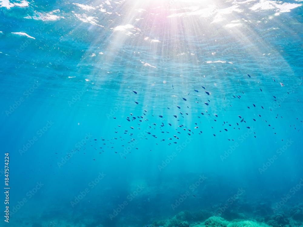 Obraz premium デバスズメダイ, Blue green damselfish, Chromis viridis, Blue green chromis, スズメダイ科, ミスジリュウキュウスズメダイ, Whitetail dascyllus, Dascyllus aruanus, スズメダイ科, 阿嘉島阿嘉ビーチ（真謝浜） 沖縄県島尻郡慶良間諸島-2025 沖縄本島から40km西方にある諸島。 大小30以上の島々