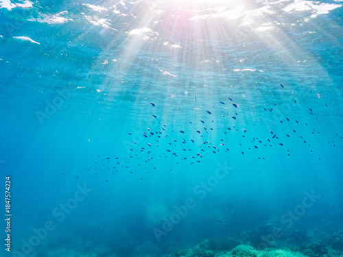 デバスズメダイ, Blue green damselfish, Chromis viridis, Blue green chromis, スズメダイ科,
ミスジリュウキュウスズメダイ, Whitetail dascyllus, Dascyllus aruanus, スズメダイ科,
阿嘉島阿嘉ビーチ（真謝浜）
沖縄県島尻郡慶良間諸島-2025
沖縄本島から40km西方にある諸島。
大小30以上の島々