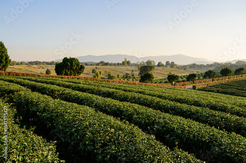 Wallpaper Mural Scenic Green Tea Terraces at Choui Fong Plantation in Chiang Rai, Thailand Torontodigital.ca
