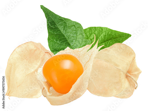 high-quality photograph of golden cape gooseberries surrounded by papery husks and vibrant green leaves, perfect for botanical prints, health food blogs, and educational materials.