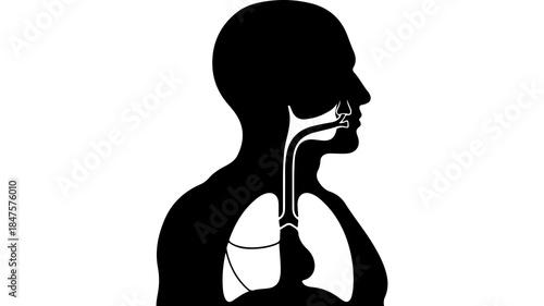 Human respiratory system anatomy with transparent background