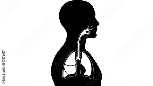 Human respiratory system anatomy with transparent background