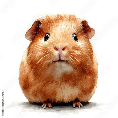 Watercolor vector illustration of Guinea Pig, isolated on a white background.