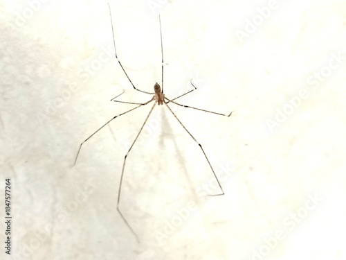 daddy long-legs spider on the wall
