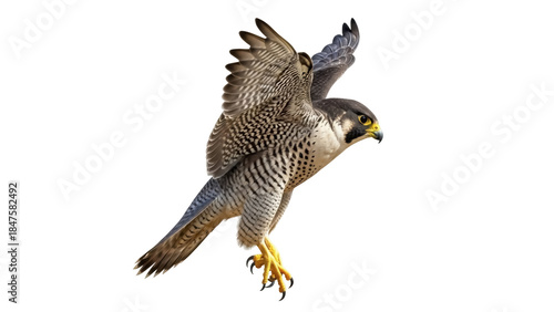 Isolated peregrine falcon soaring, hunter bird with outspread wings, predatory bird of prey