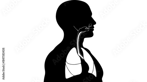 Human respiratory system anatomy with transparent background