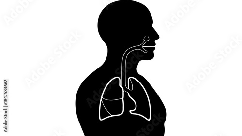 Human respiratory system anatomy with transparent background