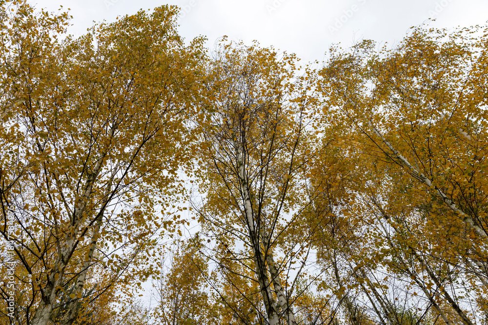 Obraz premium yellow foliage on young birches in the autumn season in cloudy weather, a completely cloudy sky in a forest with birches on which the foliage turns yellow in autumn