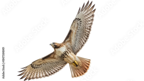 Photos Isolated Red-Tailed Hawk in Flight, a Large Bird of Prey with Distinctive Plumag