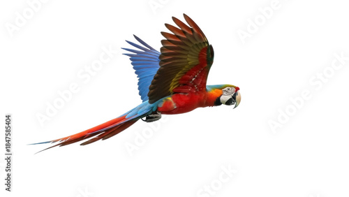 Isolated red macaw parrot flying against clear sky, tropical bird, exotic pet in motion