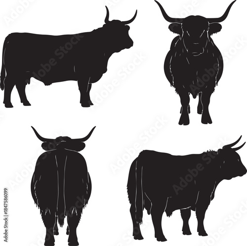 Four black silhouette of a Highland cow from various angles including side front rear and a three-quarter view showcasing its distinctive long horns and shaggy coat also transparent background