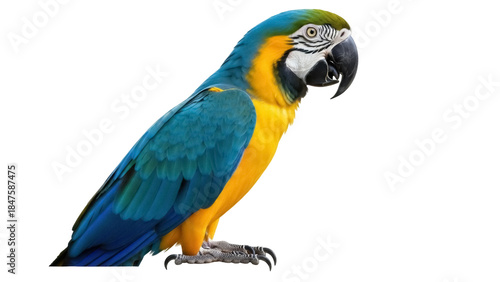 Isolated Gold and Blue Macaw, a colorful parrot with vibrant plumage and distinctive markings