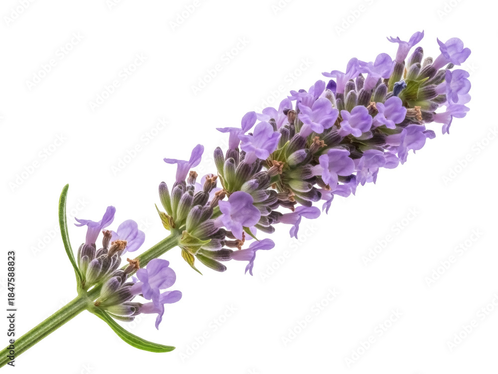 Fototapeta premium Isolated flowering Lavender plant, single Lavandula stem, aromatic herbs, essential oils use