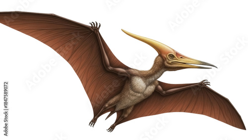 Photos Isolated Pterodactylus antique animal, prehistoric flying reptile with wings in