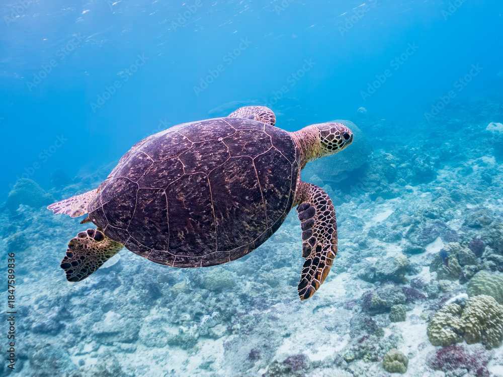 Obraz premium ゆったり泳ぐアオウミガメ, Green Turtle, Green Sea Turtle, Chelonia mydas, ウミガメ科, 美しいサンゴ礁と熱帯魚の群れ。 阿嘉ビーチ阿嘉島沖縄県 島尻郡慶良間諸島座間味島-2025 沖縄本島から40km西方の諸島。30以上の島嶼群全体が国立公園に指定。珊瑚礁の青い海と白い砂浜は世界屈指の美。貴重な動植物が多数生息。