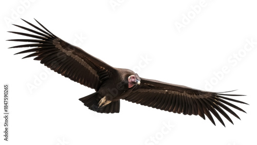 Isolated Andean Condor soaring with outstretched wings against a cloudless sky. Majestic flight