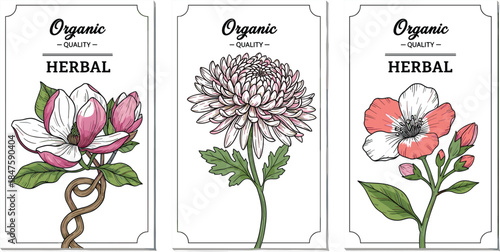 Vintage Hand-Drawn Herbal Flower Label Set featuring Magnolia, Chrysanthemum, and Dogwood, Ideal for Organic Product Packaging, Natural Cosmetics, and Botanical Branding.