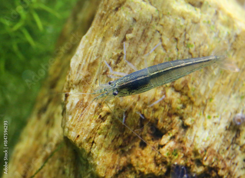Schilderij op canvas Yamato shrimp