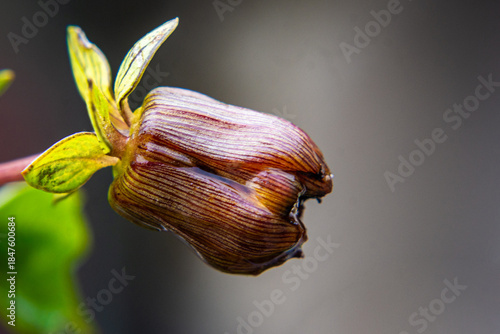 Close-up of Dahlia flower bud In Warm Tones