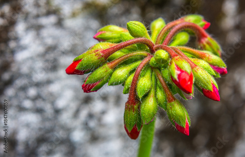 Close-up of red buds on green stem with fuzzy leaves