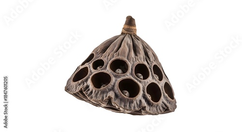 Close-up of a dried lotus seed head showing its intricate structure and natural beauty