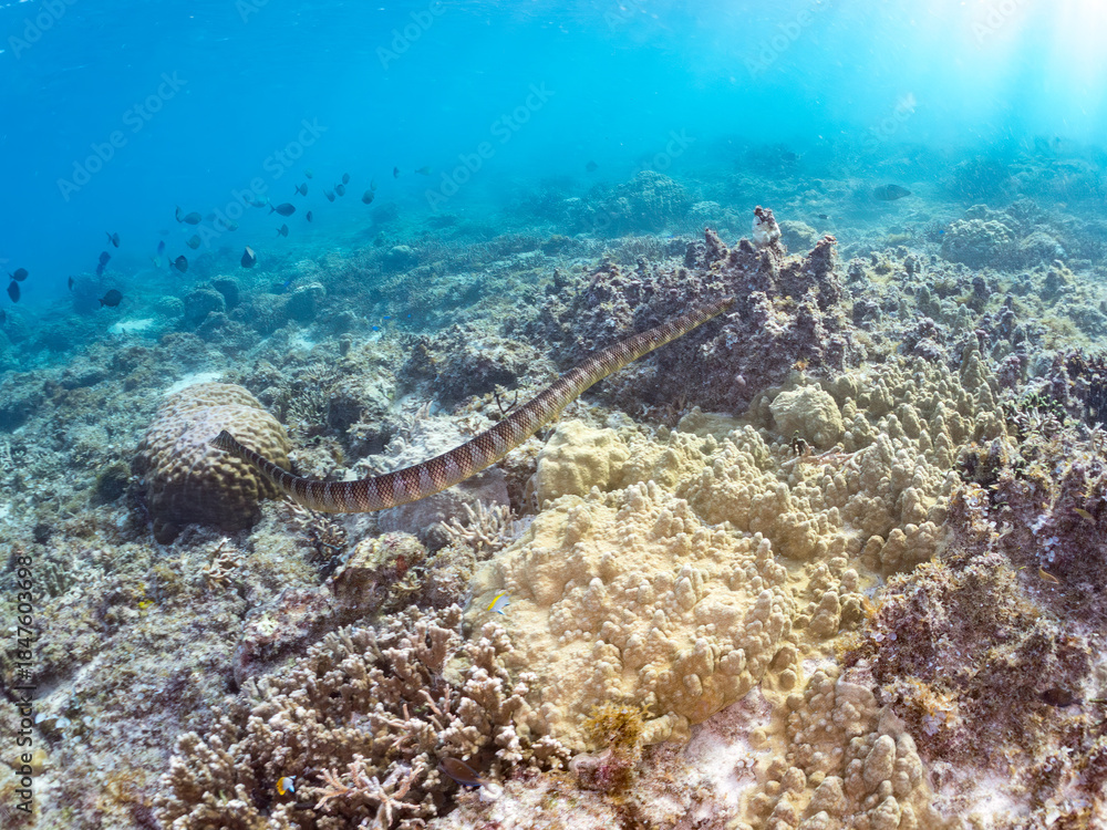 Fototapeta premium エラブウミヘビ, Chinese sea snake, Laticauda semifasciata, コブラ科, 阿嘉島阿嘉ビーチ（真謝浜） 沖縄県島尻郡慶良間諸島-2025 沖縄本島から40km西方にある諸島。 大小30以上の島々からなる島嶼群は全体が国立公園に指定されている。 珊瑚礁の海、白い砂浜、緑の山地は世界屈指の美しさ。 多くの貴重な動植物が生息している。 