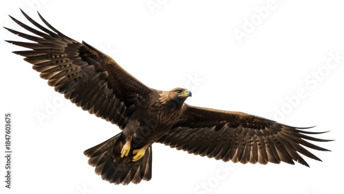 Isolated Eagle soaring in flight with outstretched wings in majestic avian posture