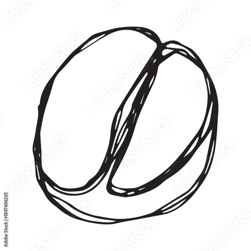 Hand drawn fresh roasted coffee bean Arabica robusta seed doodle Single element for print, web, design, decor