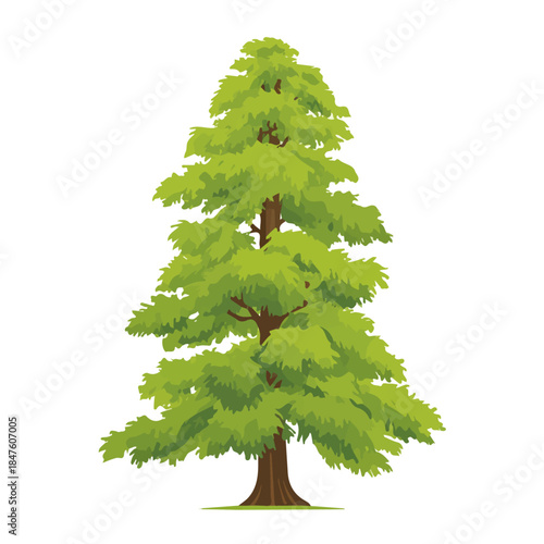 Modern flat 2D vector illustration of Bald Cypress Tree, clean and minimal design, isolated on white background.