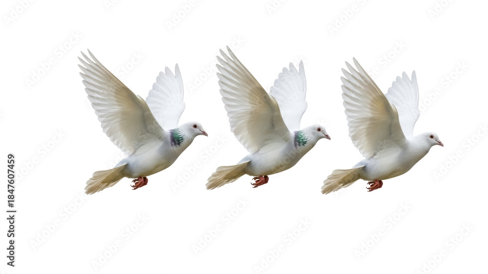 Obraz premium Isolated Three flying doves, symbolic birds, white plumage, graceful flight, free spirits