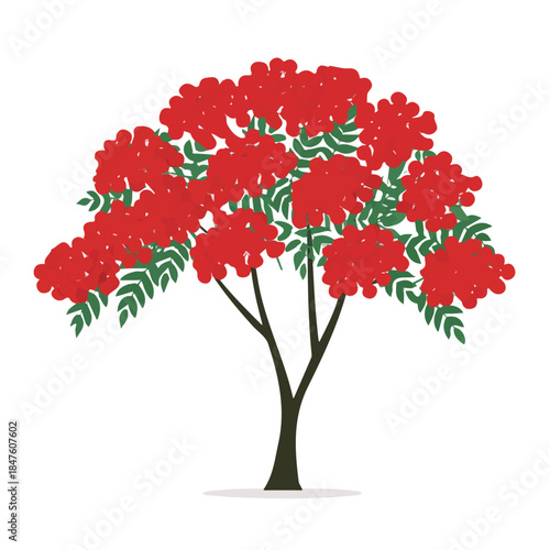 Modern flat 2D vector illustration of Rowan Tree, clean and minimal design, isolated on white background.