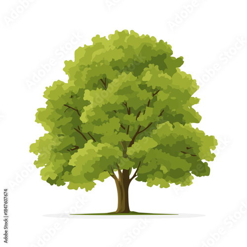 Minimal 2D vector illustration of Beech Tree in flat icon style on a plain white background.