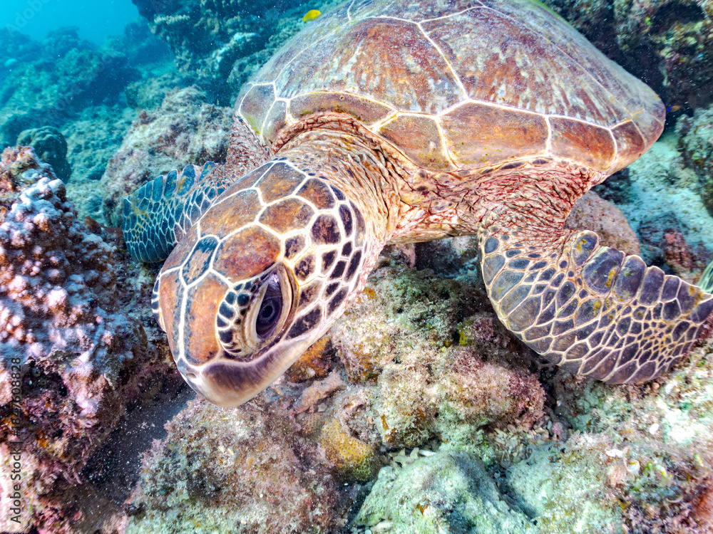 Obraz premium ゆったり泳ぐアオウミガメ, Green Turtle, Green Sea Turtle, Chelonia mydas, ウミガメ科, 美しいサンゴ礁と熱帯魚の群れ。 阿嘉ビーチ阿嘉島沖縄県 島尻郡慶良間諸島座間味島-2025 沖縄本島から40km西方の諸島。30以上の島嶼群全体が国立公園に指定。珊瑚礁の青い海と白い砂浜は世界屈指の美。貴重な動植物が多数生息。 