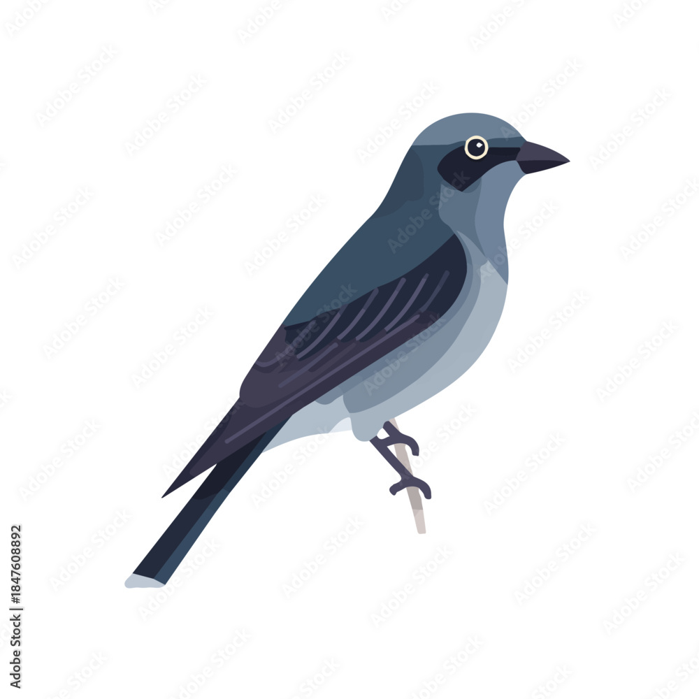 Obraz premium Cuckooshrike illustrated in a clean 2D flat vector style, minimal and modern, isolated on a white background.