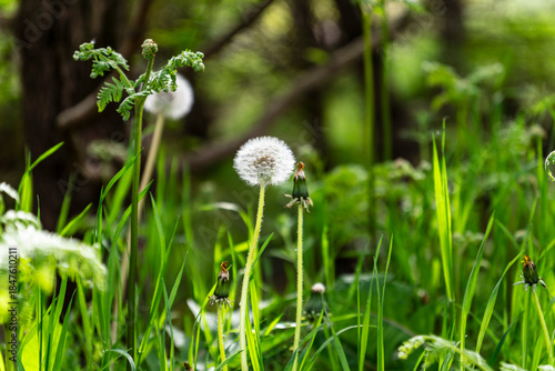 Dandelion Seed Head in Lush Green Grass with Forest Background