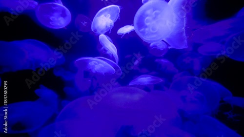 Jellyfish in neon light swimming floating in dark fish tank in blue purple color 5