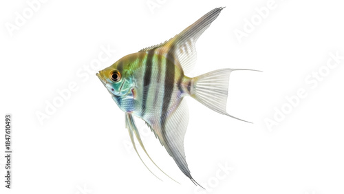 Obraz na plátně Isolated freshwater angelfish swims, its colors reflecting light, elegant fins f