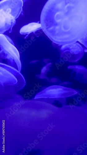 Jellyfish in neon light swimming floating in dark fish tank in blue purple color vertical 5