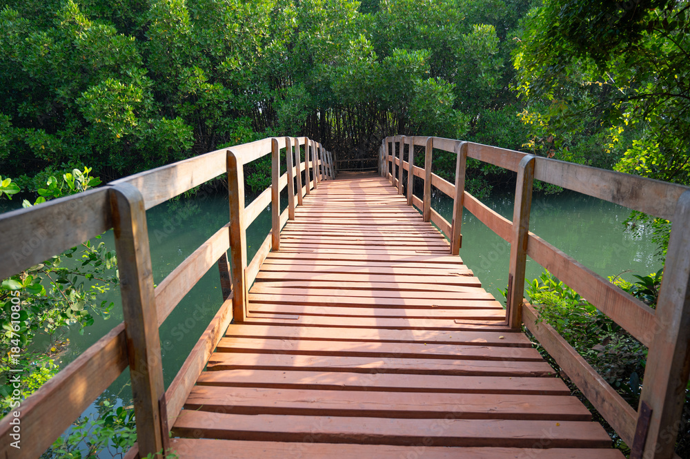 Obraz premium Bridge, mangroves at coast of India, rhizophora mangle red mangrove forest, coastal ecosystem, monsoon and rainforest vegetation, shallow water tree
