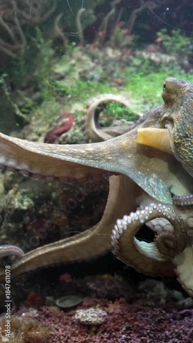 Octopus with tentacles swimming in fish tank in salt water aquarium vertical