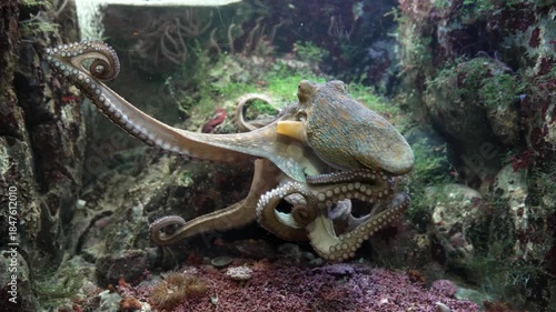 Octopus with tentacles swimming in fish tank in salt water aquarium