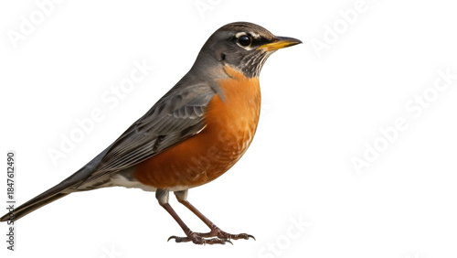 Tableau sur toile Isolated American robin close-up