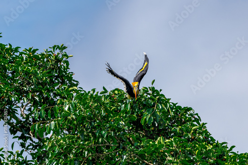 The bill and large hump are yellow. The face is black. The throat is white or yellowish-white. The body is black. The wings are black with a wide yellow stripe running down the middle of the wings.