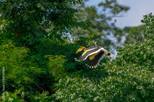 The bill and large hump are yellow. The face is black. The throat is white or yellowish-white. The body is black. The wings are black with a wide yellow stripe running down the middle of the wings.